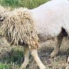 097 Cross Texel Jantan -+25kg