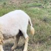 097 Cross Texel Jantan -+25kg
