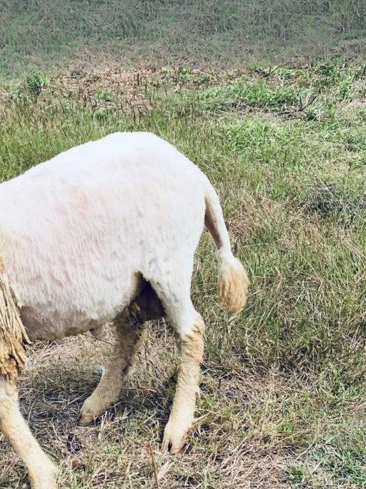 097 Cross Texel Jantan -+25kg