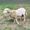 097 Cross Texel Jantan -+25kg