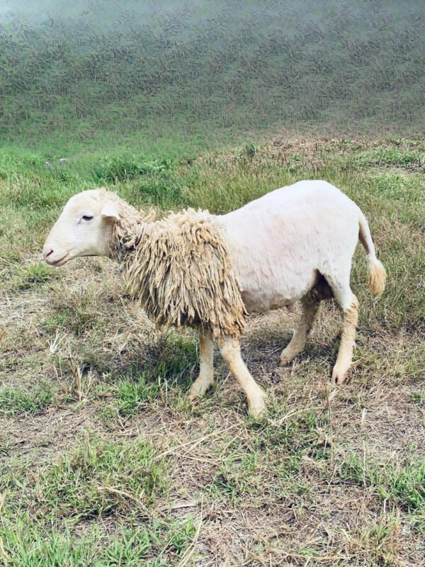 097 Cross Texel Jantan -+25kg