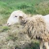097 Cross Texel Jantan -+25kg