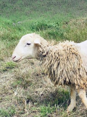 097 Cross Texel Jantan -+25kg