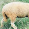 098 Cross Texel Betina -+30kg