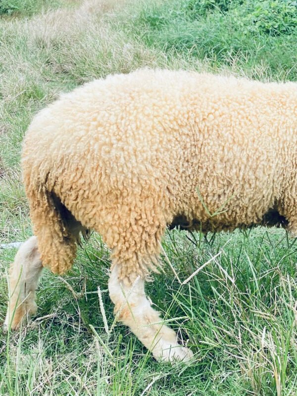 098 Cross Texel Betina -+30kg