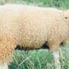098 Cross Texel Betina -+30kg