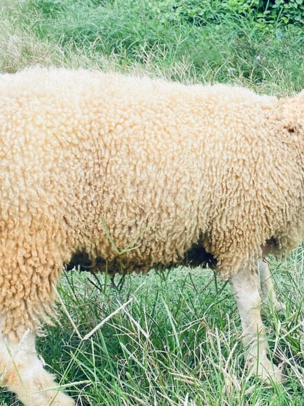 098 Cross Texel Betina -+30kg