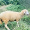 098 Cross Texel Betina -+30kg