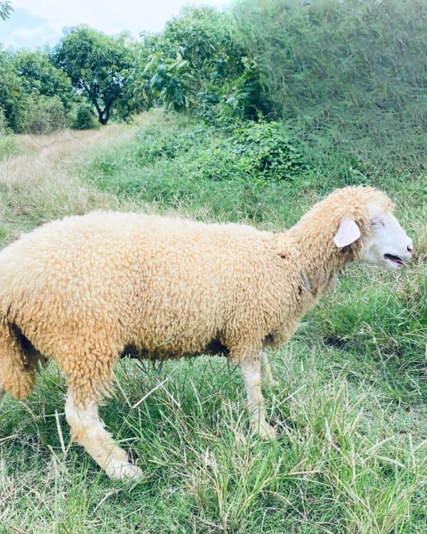 098 Cross Texel Betina -+30kg