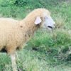098 Cross Texel Betina -+30kg