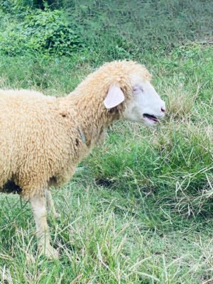 098 Cross Texel Betina -+30kg