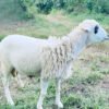 068 Cross Texel Jantan -+33kg