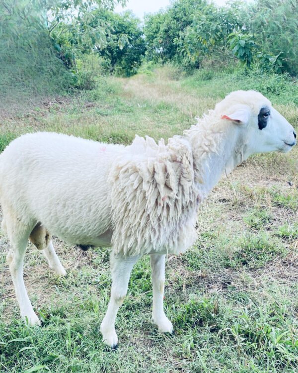 068 Cross Texel Jantan -+33kg