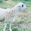 068 Cross Texel Jantan -+33kg