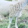 068 Cross Texel Jantan -+33kg