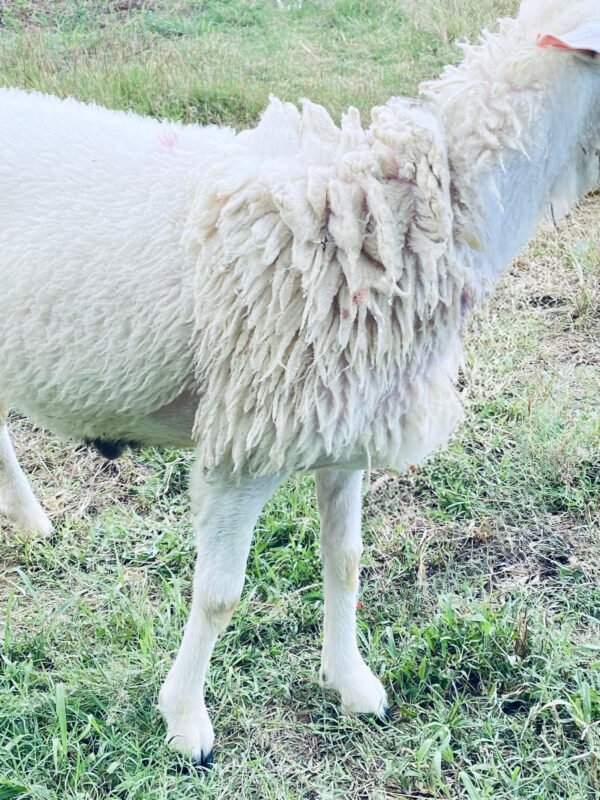 068 Cross Texel Jantan -+33kg