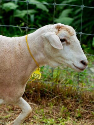 039 Cross Texel Betina -+54kg