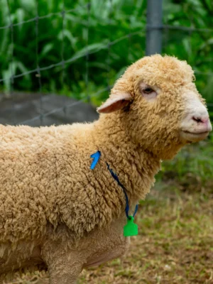 044 Cross Merino Betina -+41kg