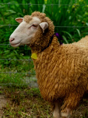 046 Cross Texel Betina -+47kg