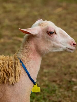 048 Cross Texel Betina -+34kg