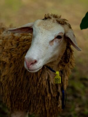 051 Cross Texel Betina -+46kg