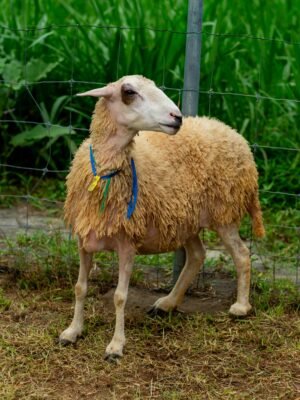 052 Cross Texel Betina -+36kg