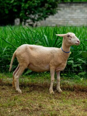 053 Cross Texel Betina -+36kg