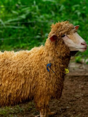 054 Cross Merino Betina -+33kg