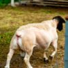 04 Full Blood Dorper Jantan -+100kg