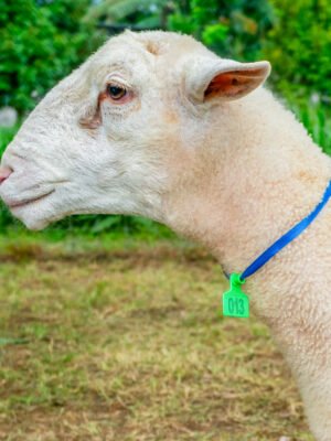 013 Cross Texel RedSkin Jantan -+68kg