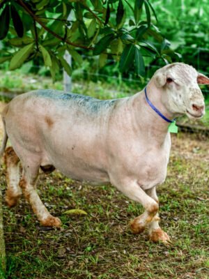 014 Cross Texel RedSkin Jantan -+75kg
