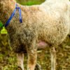 057 Cross Texel Jantan -+40kg
