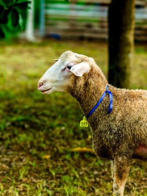 057 Cross Texel Jantan -+40kg