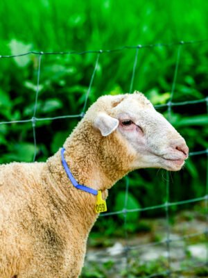 059 Cross Texel Jantan  -+40kg