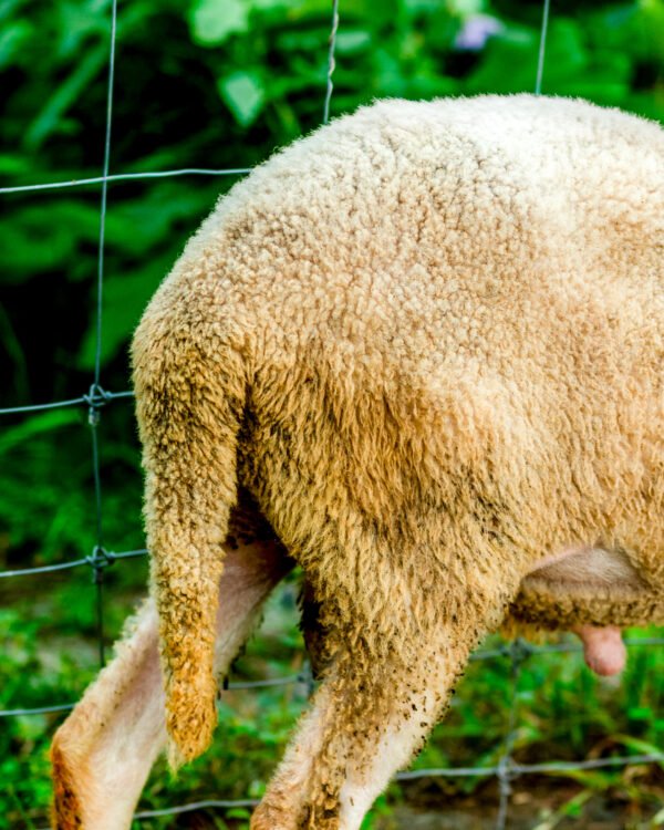 059 Cross Texel Jantan  -+40kg