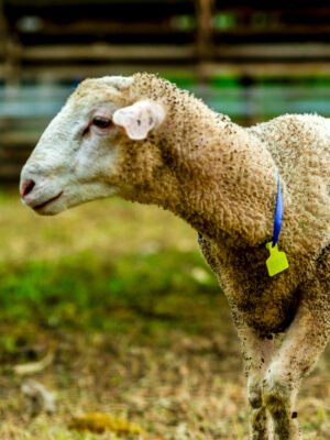 058 Cross Texel Jantan -+43kg
