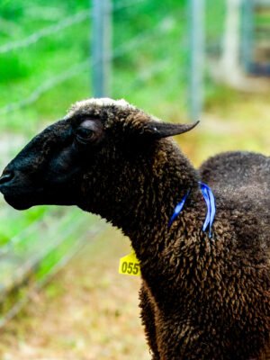 055 Cross Suffolk Jantan -+40kg