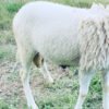 068 Cross Texel Jantan -+33kg