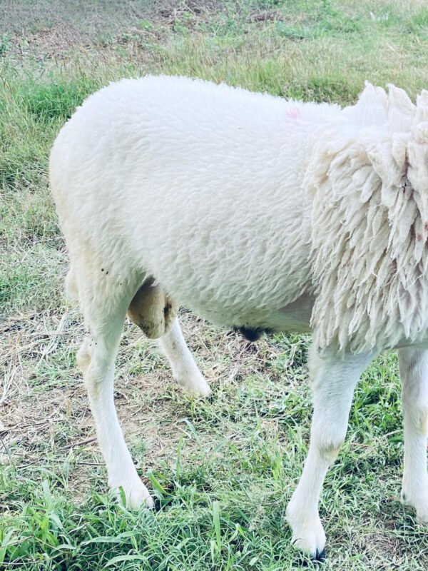 068 Cross Texel Jantan -+33kg